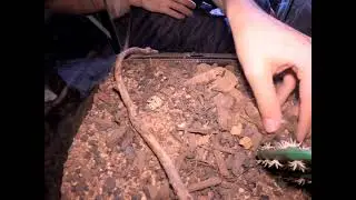 Did some downsizing for my rose hair tarantula Church 🕷️