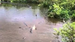Gatorland Cannibal Alligator