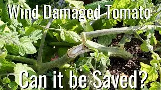 Wind Damaged Tomatoes/Can it be saved?