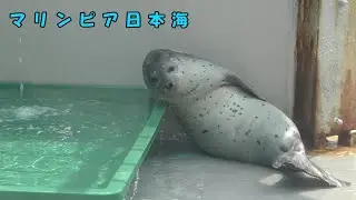 【マリンピア日本海】プールでくつろぐアザラシの子ども（250514）