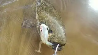 ISCA FROG  anti enrosco pesca de traira, trair&atilde;o.  PADDLE FROG monster 3x. Pescaria