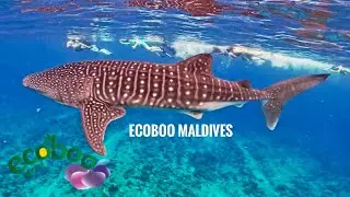 'Once In A Lifetime' Experiences with ECOBOO Maldives