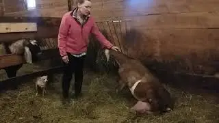 Penny the goat
