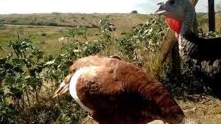 Curious turkeys and the sweetest birchen Marans pullet ever