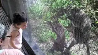 Shlaima counting monkeys
