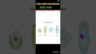 #unicellular and multicellular organisam#science #biology #ncert#youtubeshorts #class 9 #cell