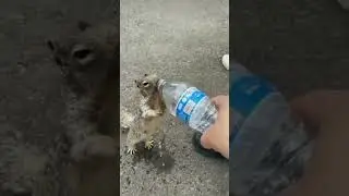 I m thrusty #viral #devotional #youtubeshorts #animal lover