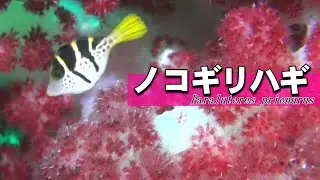 [ blacksaddle filefish ] Defend yourself with a pufferfish costume / Paraluteres prionurus