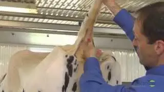 Conception | Reproduction-animal, prélèvement sanguin
