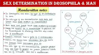 Sex determination in Drosophila and Man