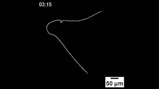 Movie S11- Buckling filament under agarose