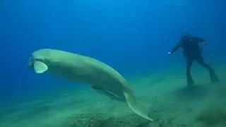 It's our meeting with the sea cow (dugong) in the Red sea =)