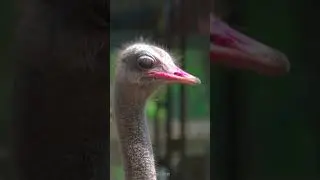 Ostrich Facts&rdquo;😱 #shorts .