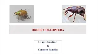 Order Coleoptera