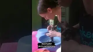 Bath time for little baby orphans at Monkey Helpline Volunteer Project
