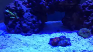 FishofHex 8K Subscriber Contest