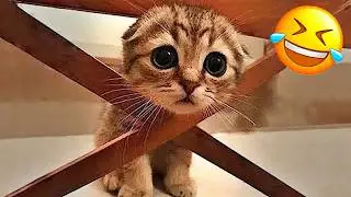 Funniest Dogs and Cats Compilation 2025😼🐶You Laugh You Lose😜