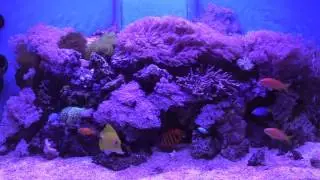 Weald Aquatics display aquarium - Oak open-top reef aquarium