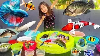 Mencampur Ikan Hias ke Kolam Ikan Belida, Ikan Palmas, Nila, Cupang, Guppy, Koi, Manfish