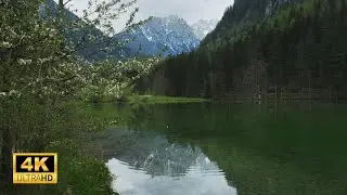 Spring Mountain Lake - Blossoming Trees & Serene Reflections | 4K Nature Ambience
