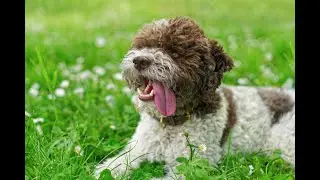 Lagotto Romagnolo: el perro trufero que es una excelente compa&ntilde;&iacute;a para la familia