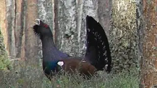 глухарь западноевропейский - Tetrao urogallus - wildlife