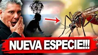 Descubren mosquito GIGANTE en CUBA 👉 (el causante de la epidemia )‼️🇨🇺