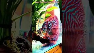 MMA Short Galaxy Red Tiger Turquoise Discus | Red Turquoise Discus | Tiger Turquoise Discus #discus