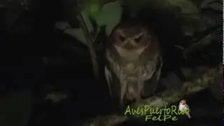 M&Uacute;CARO COM&Uacute;N cantando (Puerto Rican Screech-Owl, Gymnasio nudipes) ENDEMICA de Puerto Rico