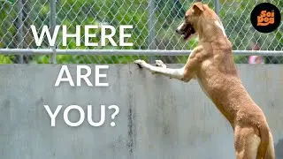 Zuzano's waited long enough #adoptdontshop #rescueddog