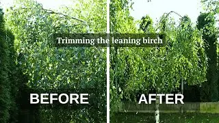 Saving the Hedge 🌲 Birch Tree Trimming | Before & After