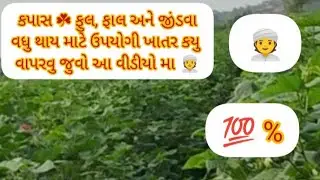 👉 Kapash મા સાપખા & જીડવા Control.Cotton Fertilizer Tips#farming#kapash#ખેતી #desi #farmer #kisan 