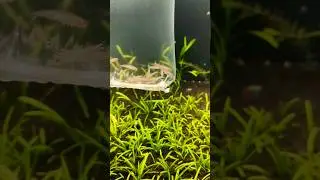 Cheapest Aquarium Shop in Kolkata | Rummy Nose Tetra at an Unbeatable Price!