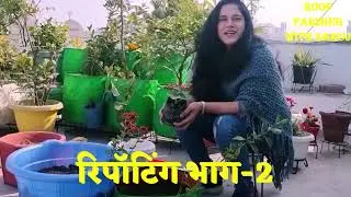 रिपॉटिंग भाग-2: हमने स्ट्राबेरी, नींबू, सब्जी और फूल के पौधे लगाए, Organic Farming #nature #organic