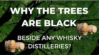 Why The Trees Are Black Beside any Whisky Distilleries? | #Short | Cocktails India