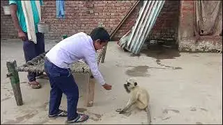 Langur ke sath ful Masti funny video//langur Bandar video//veri funny video