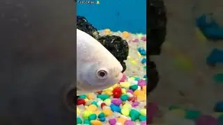 Under water Tunnel fish Exhibition || Binny mill ground Bangalore  ||  MyMaaYummy's kitchen
