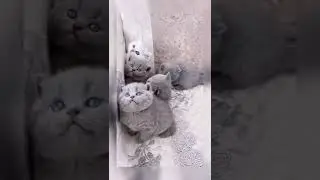 | Cats In Her Eyes | Grey Cats | Cat Lovers |