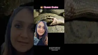 Queen Snake