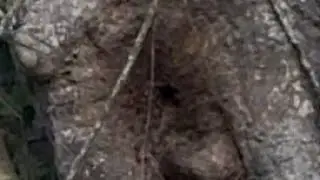 Honeybees Saved At Chick-fil-A Tree