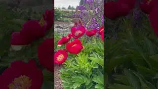 So Beautiful Fairy Princess Peony #flowers #garden #nature #peony