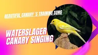 Waterslager canary singing Malinois canary