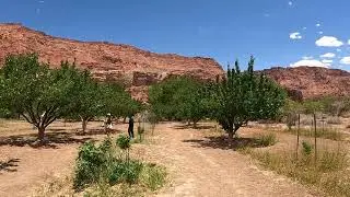 Orchards at Lonely Dell Ranch