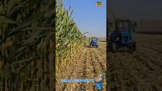 DEKALB (Germaniya) makkajo'xori 959610444 #agro #chorva #silos #press #silos #urug #don