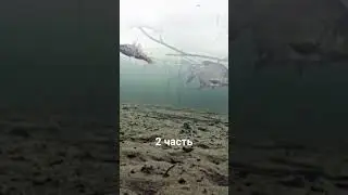 щука и ротан