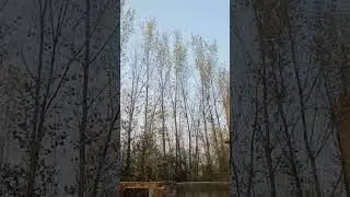 Huge trees line of Italian poplar