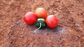 Autobomb vs Tomato | Sutli vs Tomato | bomb vs Tomato..
