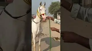 Nukra Horse In Pakistan 