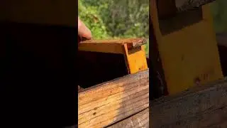 Autumn Apiary walk thru #bee #beekeeper #honeybee #backyardbeekeeping #savethebees