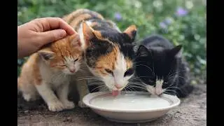 Mother Cat Feeding Her Kittens | Pure Love, Milk & Gentle Care 🐱💖